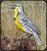 3D carved meadow lark painting by Holly Benay Cutting